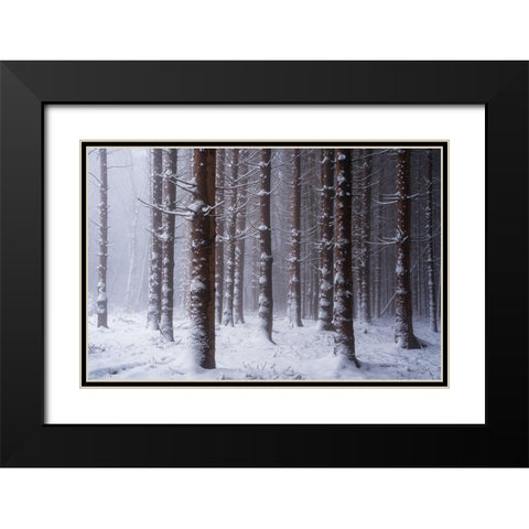 Red Woods Black Modern Wood Framed Art Print with Double Matting by Podt, Martin
