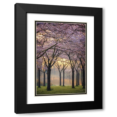 Cherry Trees at Sunrise Black Modern Wood Framed Art Print with Double Matting by Podt, Martin
