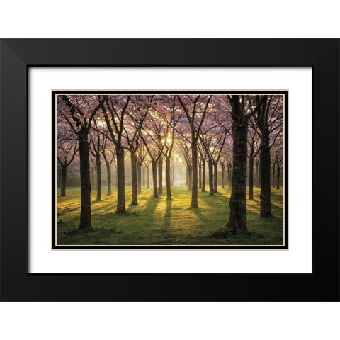 Cherry Trees in Morning Light I Black Modern Wood Framed Art Print with Double Matting by Podt, Martin