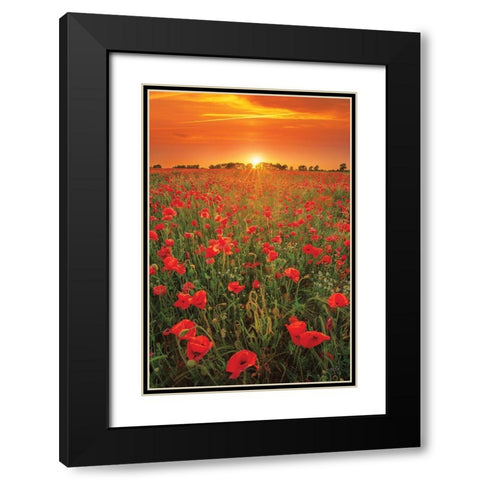 Poppies at Sunset Black Modern Wood Framed Art Print with Double Matting by Podt, Martin
