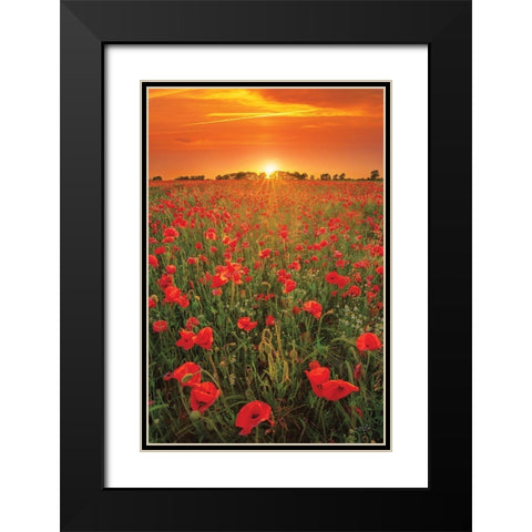Poppies at Sunset Black Modern Wood Framed Art Print with Double Matting by Podt, Martin