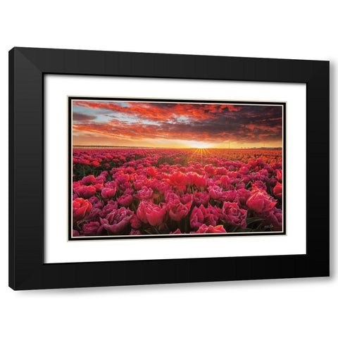 Tulip Magnificence Black Modern Wood Framed Art Print with Double Matting by Podt, Martin