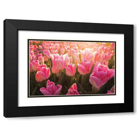 The Pink Ones Black Modern Wood Framed Art Print with Double Matting by Podt, Martin
