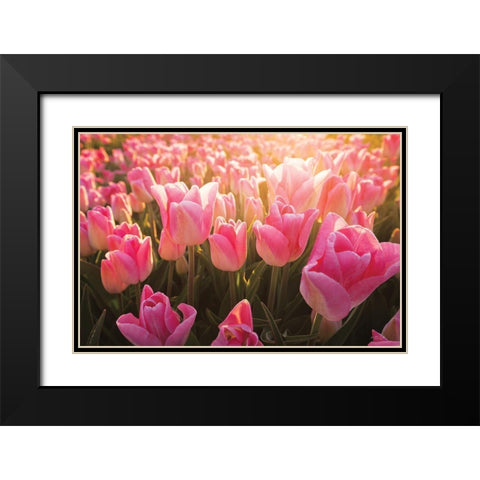 The Pink Ones Black Modern Wood Framed Art Print with Double Matting by Podt, Martin