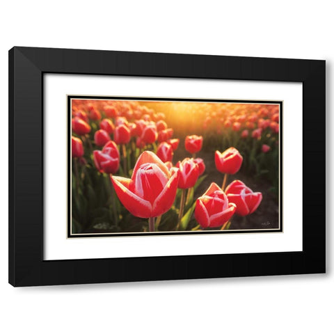 Tulips at Sunrise Black Modern Wood Framed Art Print with Double Matting by Podt, Martin
