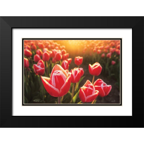 Tulips at Sunrise Black Modern Wood Framed Art Print with Double Matting by Podt, Martin