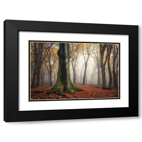 Autumn in the Forest  Black Modern Wood Framed Art Print with Double Matting by Podt, Martin