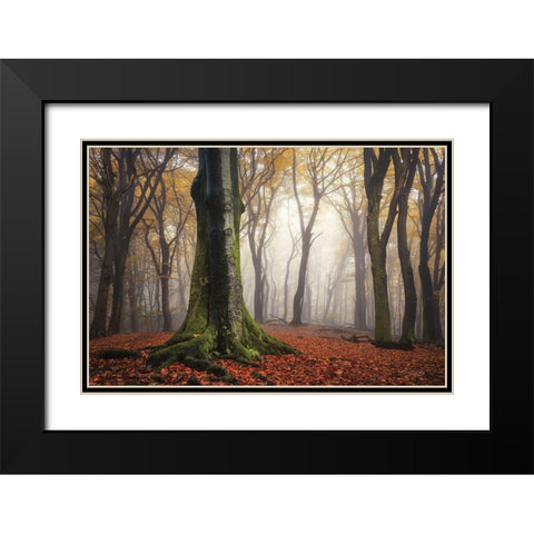 Autumn in the Forest  Black Modern Wood Framed Art Print with Double Matting by Podt, Martin
