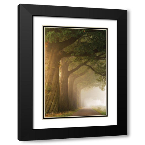 Twisted Trunk Black Modern Wood Framed Art Print with Double Matting by Podt, Martin