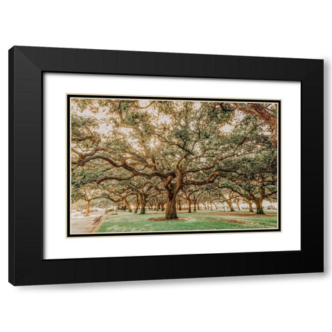 Low Country Oaks II Black Modern Wood Framed Art Print with Double Matting by Rigsby, Jennifer