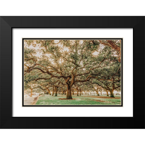 Low Country Oaks II Black Modern Wood Framed Art Print with Double Matting by Rigsby, Jennifer