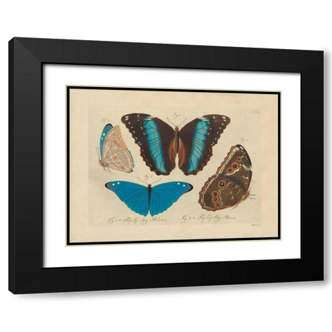 Vintage Butterflies 1 Black Modern Wood Framed Art Print with Double Matting by Stellar Design Studio