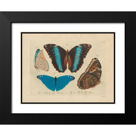 Vintage Butterflies 1 Black Modern Wood Framed Art Print with Double Matting by Stellar Design Studio