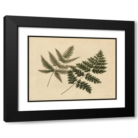 Antique Ferns 1 Black Modern Wood Framed Art Print with Double Matting by Stellar Design Studio