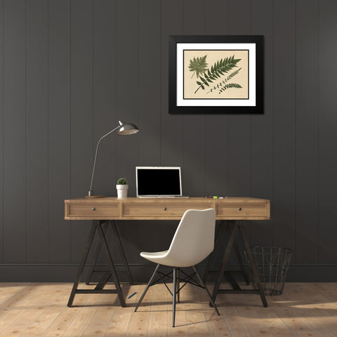 Antique Ferns 2 Black Modern Wood Framed Art Print with Double Matting by Stellar Design Studio