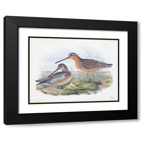 Goulds Coastal Bird VIII Black Modern Wood Framed Art Print with Double Matting by Stellar Designs Studio