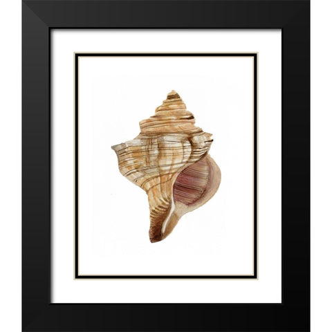 Neutral Shell Collection 1   Black Modern Wood Framed Art Print with Double Matting by Stellar Design Studio