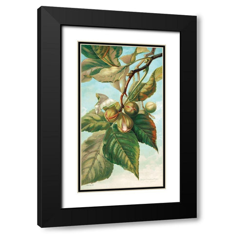 Tree Branch with Fruit I Black Modern Wood Framed Art Print with Double Matting by Stellar Design Studio