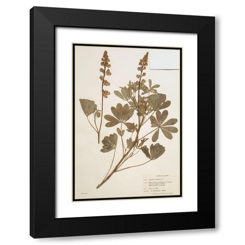 Herbarium 2 Black Modern Wood Framed Art Print with Double Matting by Stellar Design Studio