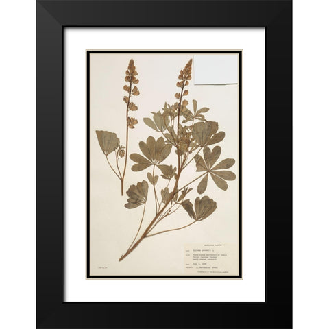 Herbarium 2 Black Modern Wood Framed Art Print with Double Matting by Stellar Design Studio