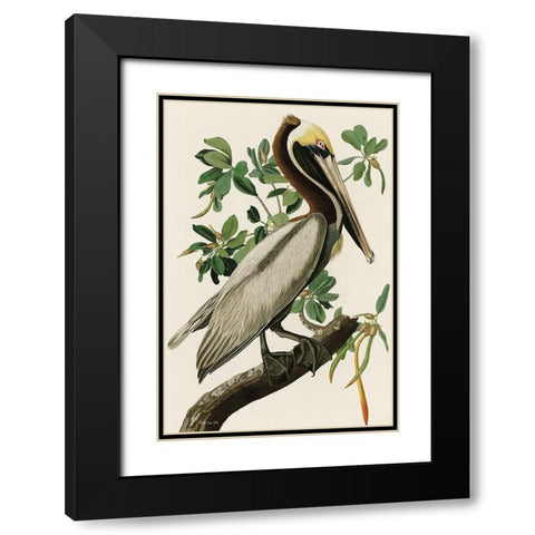 Audubon Brown Pelican Black Modern Wood Framed Art Print with Double Matting by Stellar Design Studio