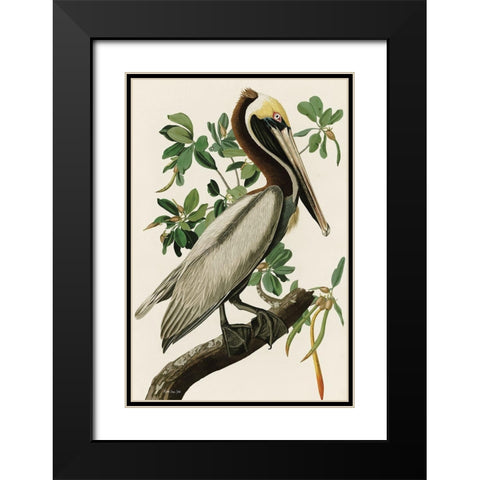 Audubon Brown Pelican Black Modern Wood Framed Art Print with Double Matting by Stellar Design Studio