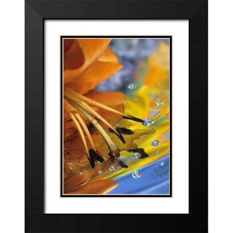 Abstract of lily stamens in reflection Black Modern Wood Framed Art Print with Double Matting by Rotenberg, Nancy