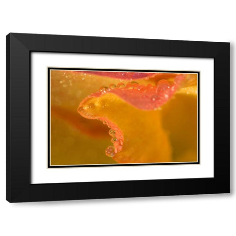 Abstract of flower petal edge in the rain Black Modern Wood Framed Art Print with Double Matting by Rotenberg, Nancy