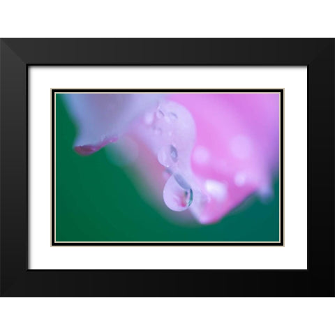 Petals with Drops of Rain Black Modern Wood Framed Art Print with Double Matting by Rotenberg, Nancy