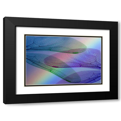 Abstract of dragonfly wings and rainbow Black Modern Wood Framed Art Print with Double Matting by Paulson, Don