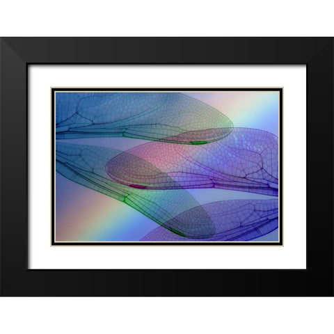 Abstract of dragonfly wings and rainbow Black Modern Wood Framed Art Print with Double Matting by Paulson, Don