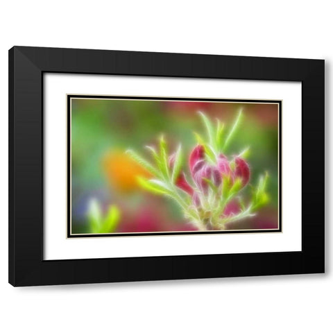 Abstract close-up of azalea buds Black Modern Wood Framed Art Print with Double Matting by Paulson, Don