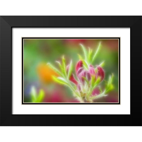 Abstract close-up of azalea buds Black Modern Wood Framed Art Print with Double Matting by Paulson, Don