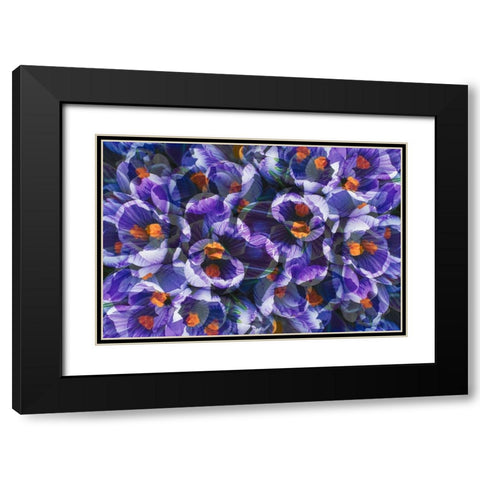 Crocus photo montage Black Modern Wood Framed Art Print with Double Matting by Jaynes Gallery