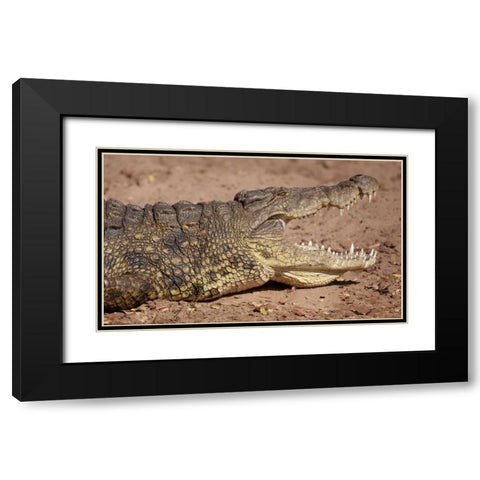 Africa, Botswana, Chobe NP Cocodile Close up Black Modern Wood Framed Art Print with Double Matting by Kaveney, Wendy