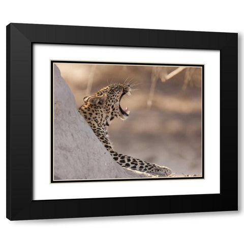 Africa, Botswana, Chobe NP Yawning leopard Black Modern Wood Framed Art Print with Double Matting by Kaveney, Wendy