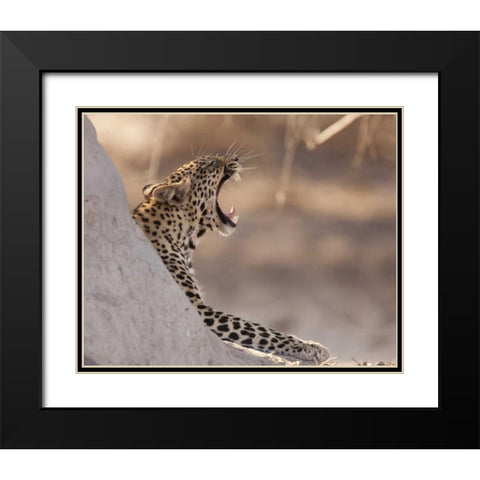 Africa, Botswana, Chobe NP Yawning leopard Black Modern Wood Framed Art Print with Double Matting by Kaveney, Wendy