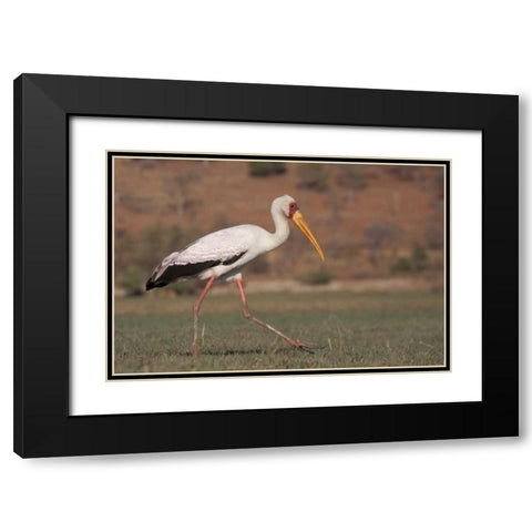 Africa, Botswana, Chobe NP Saddle-billed Stork Black Modern Wood Framed Art Print with Double Matting by Kaveney, Wendy