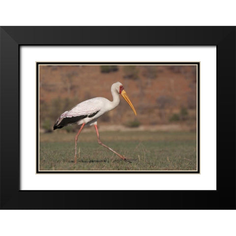 Africa, Botswana, Chobe NP Saddle-billed Stork Black Modern Wood Framed Art Print with Double Matting by Kaveney, Wendy