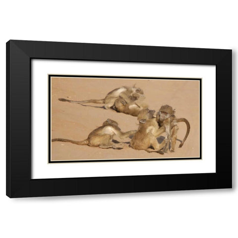 Africa, Botswana, Chobe NP Young baboons at play Black Modern Wood Framed Art Print with Double Matting by Kaveney, Wendy