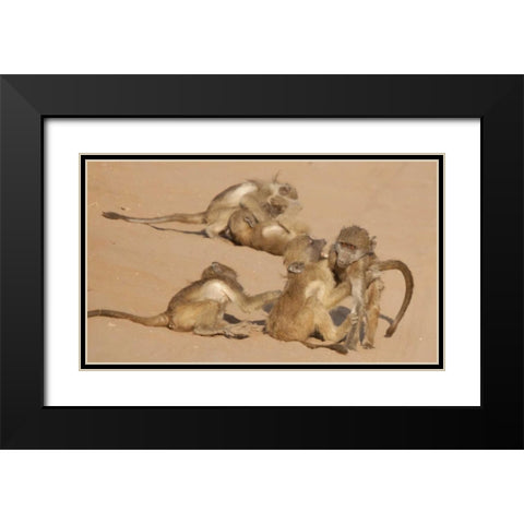 Africa, Botswana, Chobe NP Young baboons at play Black Modern Wood Framed Art Print with Double Matting by Kaveney, Wendy
