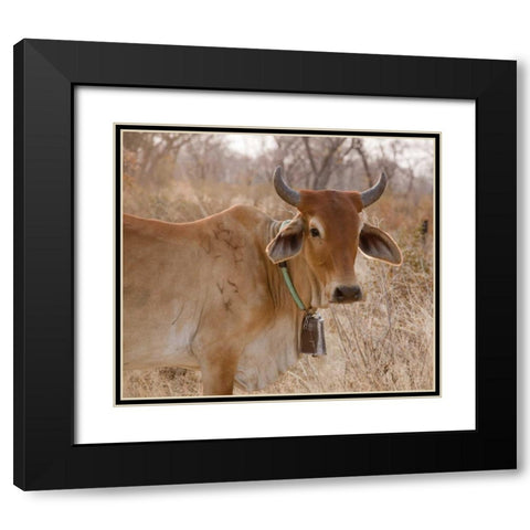 Africa, Botswana, Tsodilo Hills Cow with bell Black Modern Wood Framed Art Print with Double Matting by Kaveney, Wendy