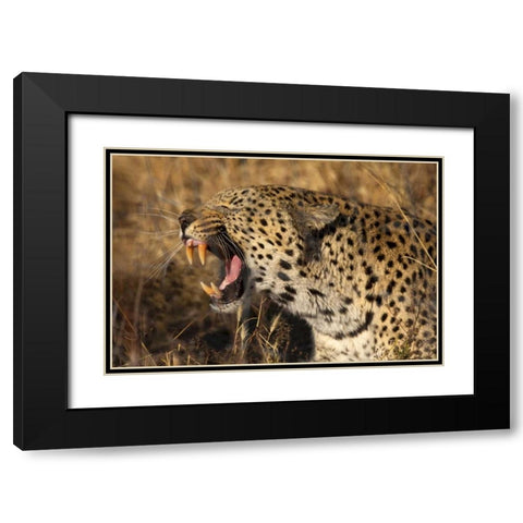 Botswana, Savute Game Reserve Yawning leopard Black Modern Wood Framed Art Print with Double Matting by Zuckerman, Jim