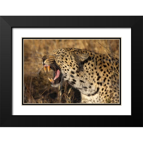 Botswana, Savute Game Reserve Yawning leopard Black Modern Wood Framed Art Print with Double Matting by Zuckerman, Jim