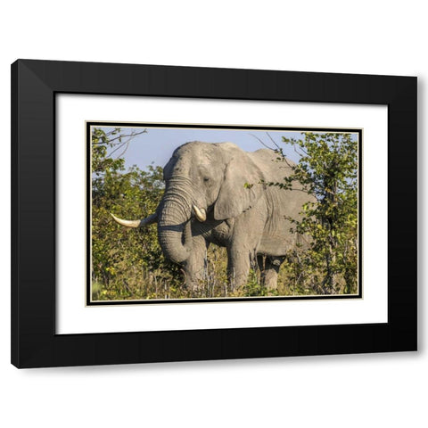 Botswana, Savute Game Reserve Elephant eating Black Modern Wood Framed Art Print with Double Matting by Zuckerman, Jim