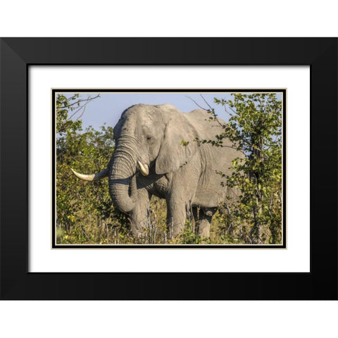 Botswana, Savute Game Reserve Elephant eating Black Modern Wood Framed Art Print with Double Matting by Zuckerman, Jim