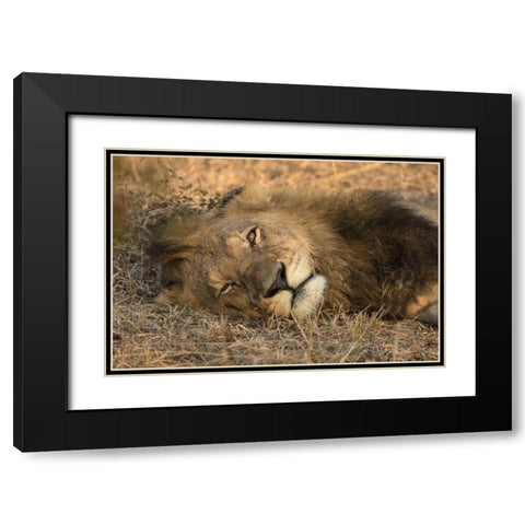 Botswana, Savute Game Reserve Sleeping male lion Black Modern Wood Framed Art Print with Double Matting by Zuckerman, Jim
