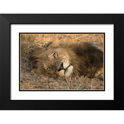 Botswana, Savute Game Reserve Sleeping male lion Black Modern Wood Framed Art Print with Double Matting by Zuckerman, Jim
