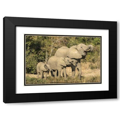 Botswana, Savuti Game Reserve Elephants drinking Black Modern Wood Framed Art Print with Double Matting by Zuckerman, Jim