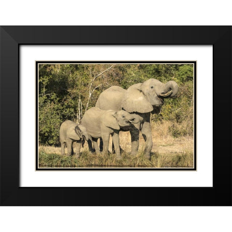 Botswana, Savuti Game Reserve Elephants drinking Black Modern Wood Framed Art Print with Double Matting by Zuckerman, Jim